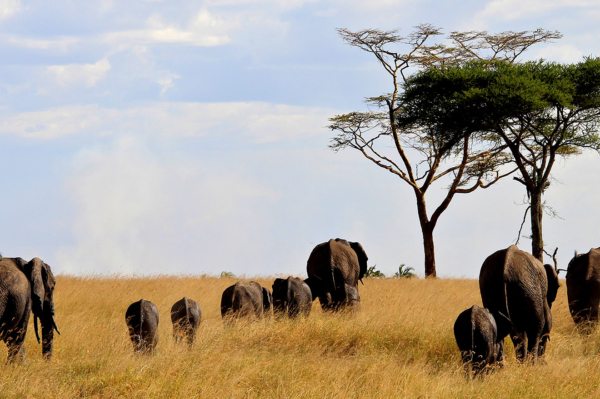 Game drive at The Endless Serengeti Plains a World Heritage Site